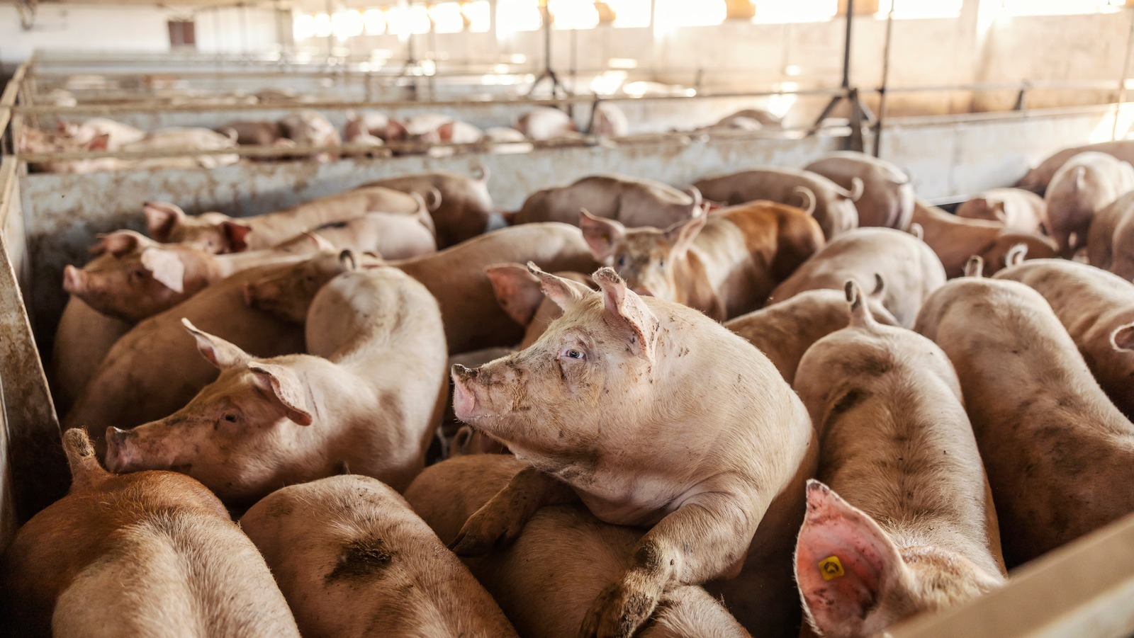 世界中で何十億もの人が豚肉を食べない。その理由は